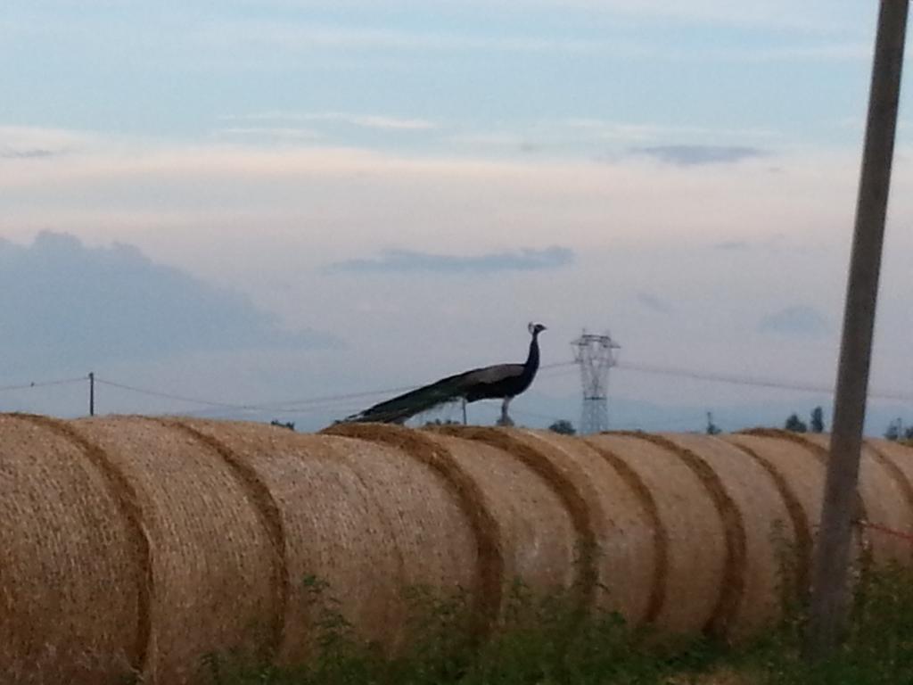 Agriturismo La Fattoria Del Boschetto フォンタネッラート エクステリア 写真